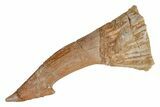 Fossil Sawfish (Onchopristis) Rostral Barb - Morocco #219886-1